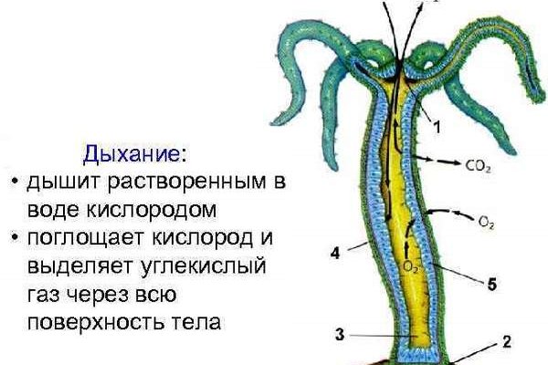 Кракен са